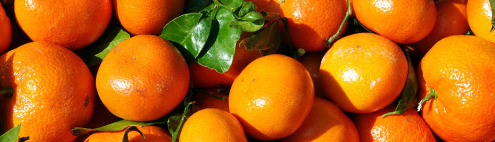 Orangenaktion Pillnitz